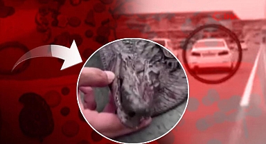 Tarihi eser kaçakçılığı operasyonunda ilginç olay! Timsah kafası ele geçirildi
