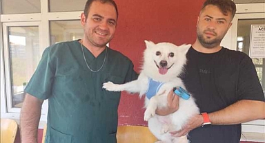 Sarıyer'de 4100 pati aşılandı