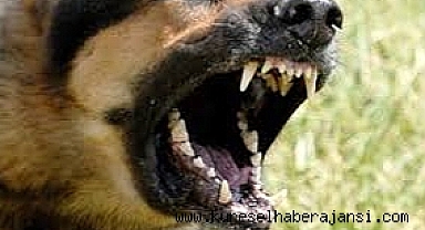 Küçükçekmece'de Tasmasız Köpek Saldırısı: Aile Adalet Arıyor