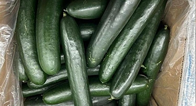 ABD'de salmonella paniği: Şimdi de salatalıklar inceleme altında