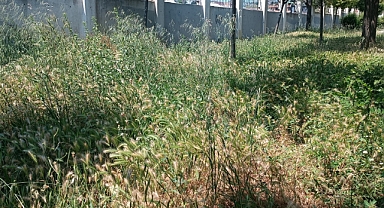 Avcılar Tahtakale'deki Park İçler Acısı Hâlde: Mahalle Sakinleri Temizlik İstiyor