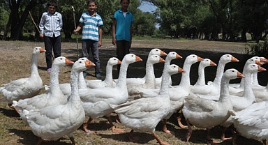 “Kars’ın Lezzet Mirası Yok Oluyor: Kaz Üretiminde Alarm Zilleri”
