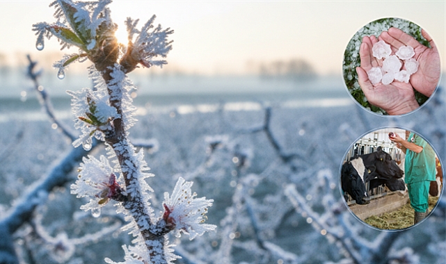 Tarım Sigortasında Rekor Ödeme: Ekim Ayında Üreticiye 11,6 Milyar Lira Hasar Tazminatı