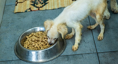 Esenyurt Belediyesi’nden Örnek Uygulama: Mama Üretim Merkezi